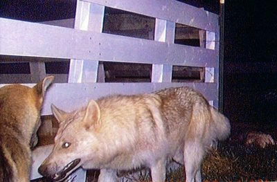 華盛頓州“嗜血”狗群咬死上百動(dòng)物 居民擔(dān)心孩子安全