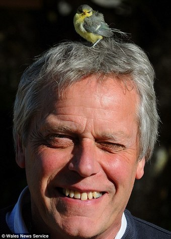 組圖：小鳥誤將英國男子頭發(fā)當(dāng)鳥窩