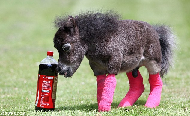 早產(chǎn)微型小馬天生腿部殘疾 主人求6000英鎊善款做手術