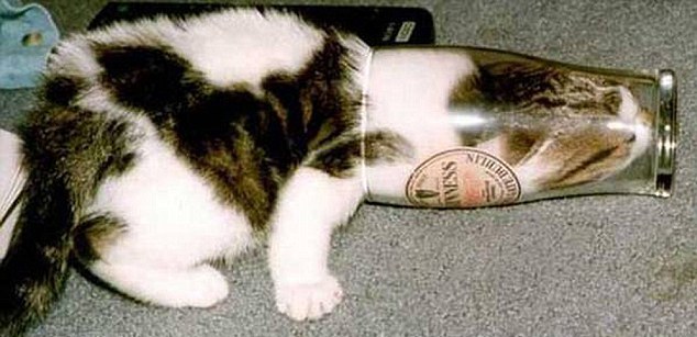 動物也瘋狂！ 糗事連連各種被“卡”