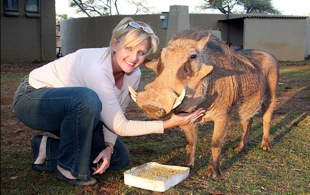 南非現(xiàn)實(shí)版疣豬“彭彭”的幸福生活:喜歡受寵不愛自然