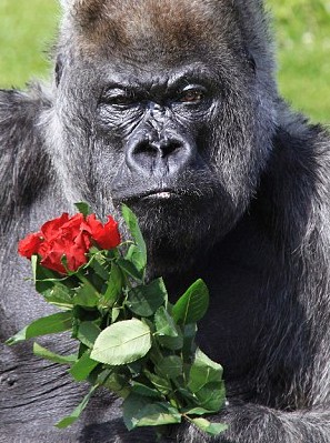 歐洲最老猩猩不喜浪漫 過50歲生日狂吃蛋糕丟棄鮮花