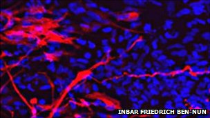 科學家研發(fā)利用干細胞技術(shù)拯救瀕危動物 前景廣闊