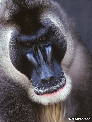 科學家研發(fā)利用干細胞技術(shù)拯救瀕危動物 前景廣闊