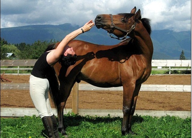 加拿大高齡賽馬愛學(xué)主人做瑜伽 強(qiáng)身療傷重回賽場(chǎng)