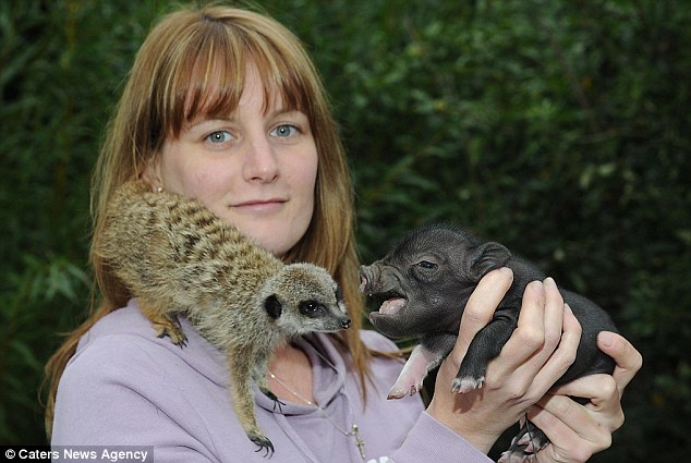 貓鼬和非洲疣豬很投緣 演繹現(xiàn)實版《獅子王》友情