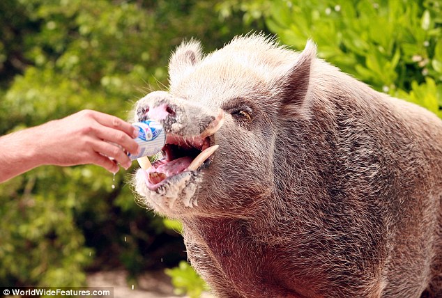 每天吃喝玩樂(lè)是主業(yè)！巴哈馬小豬悠閑生活令人羨