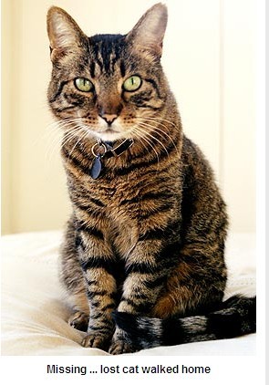 澳大利亞一貓咪“思鄉(xiāng)心切” 獨(dú)自行走3000多公里回老宅