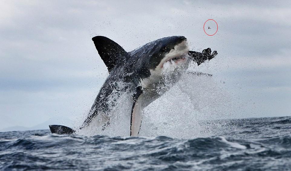 大白鯊為美食大餐“不惜代價” 追咬海豹利牙崩斷飛出數(shù)米