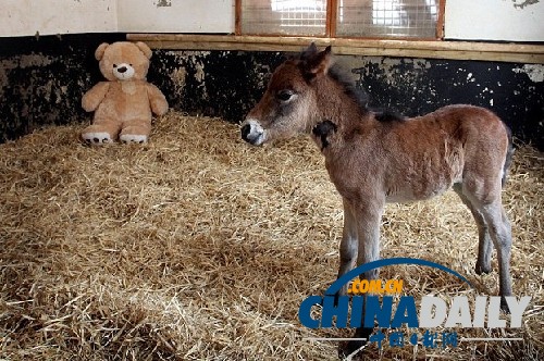 圖:小馬駒把泰迪熊當(dāng)“媽媽” 形影不離依偎撒嬌