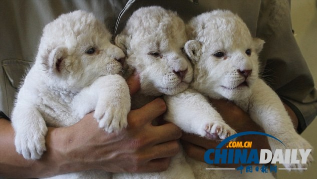 雪白柔軟似綿羊 珍稀白獅子幼崽萌照大曝光（組圖）