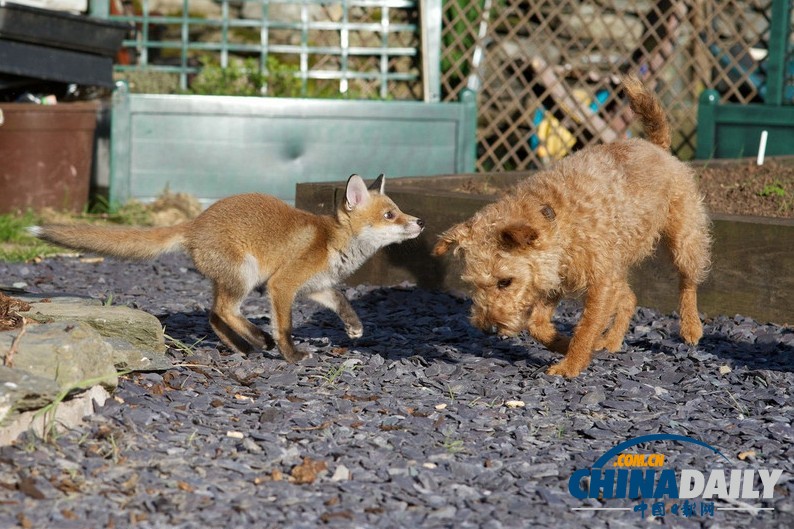 現(xiàn)實版“狐朋狗友”：兩只萌物打鬧嬉戲惹人愛