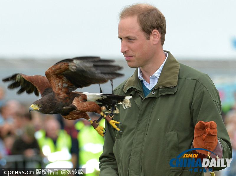 威廉王子農(nóng)展會上客串訓(xùn)鷹師 小心翼翼（組圖）