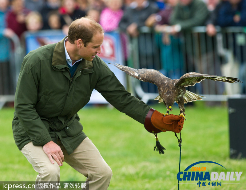 威廉王子農(nóng)展會(huì)上客串訓(xùn)鷹師 小心翼翼（組圖）