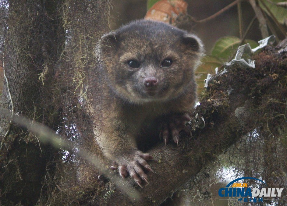 美國(guó)科學(xué)家發(fā)現(xiàn)半貓半熊新物種小型犬浣熊(高清組圖)