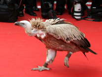 評頭論足 戛納電影節(jié)花絮之眾星之最