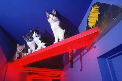 世界上最豪華的貓宅(組圖)