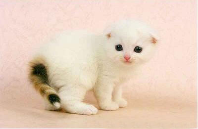 驚艷你眼球的小折耳貓