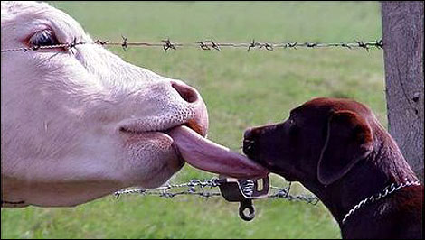 動(dòng)物戀愛(ài)時(shí)分