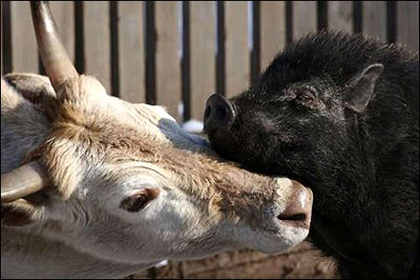 動(dòng)物戀愛(ài)時(shí)分