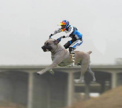 動(dòng)物搞怪圖