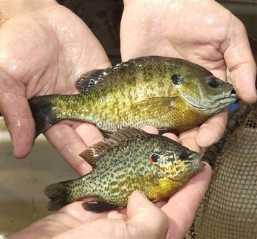 小魚充當反恐戰(zhàn)士 美國發(fā)明飲用水生物報警系統(tǒng)