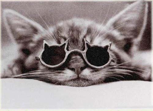 知道什么是酷嗎？