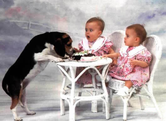 大膽狗狗！竟敢偷吃