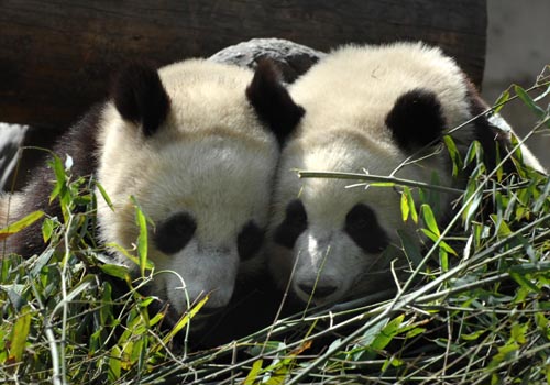 贈(zèng)港大熊貓盈盈、樂(lè)樂(lè)