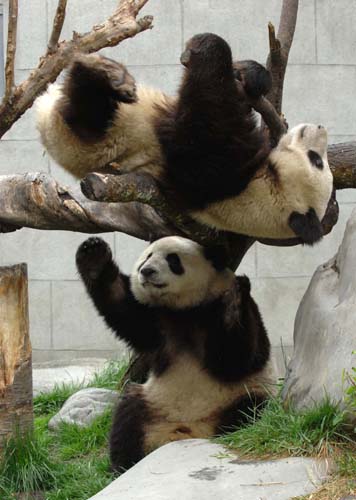贈(zèng)港大熊貓盈盈、樂樂