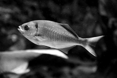 金魚會不會放屁?