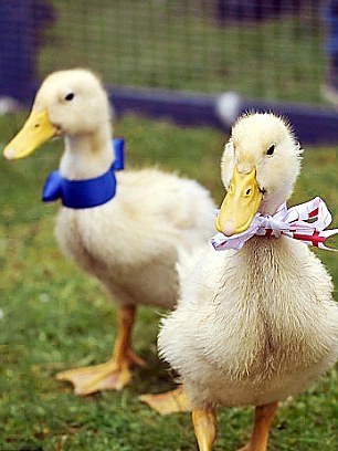 凱特家鄉(xiāng)舉辦熱鬧慶?；顒?dòng) 村民激動(dòng)落淚