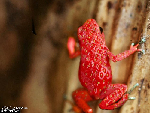 知名藝術(shù)網(wǎng)站擺圖片設(shè)計(jì)擂臺(tái)賽（組圖）