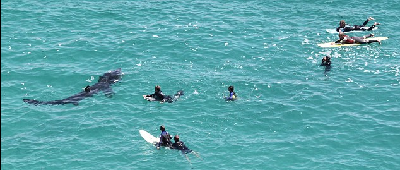 英沖浪者與大鯊魚共舞 碧海藍(lán)天其樂融融