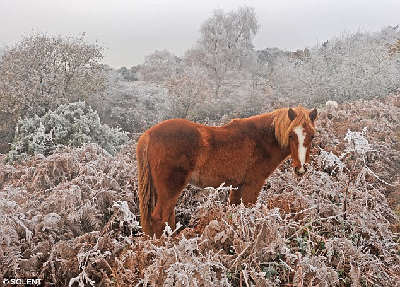 看動(dòng)物如何挑戰(zhàn)英國“世紀(jì)嚴(yán)寒”