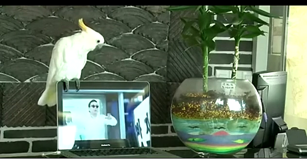 鸚鵡激情高唱《江南style》爆紅網(wǎng)絡(luò) 搖頭擺尾節(jié)奏感超強(qiáng)