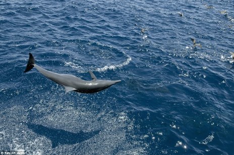 法國導演4500萬英鎊打造超強海洋世界紀錄片