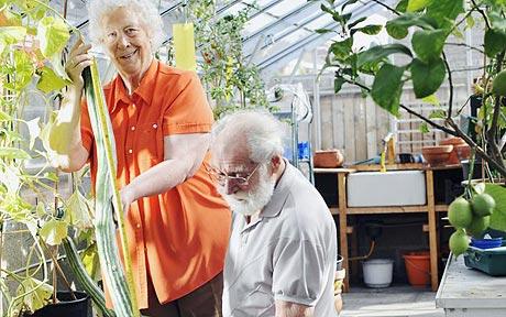 英國老太太種出超級(jí)黃瓜 申請(qǐng)吉尼斯最長(zhǎng)紀(jì)錄