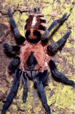 世界自然基金會(huì)報(bào)告：亞馬孫地區(qū)10年發(fā)現(xiàn)1200新物種