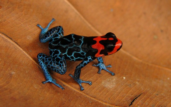 世界自然基金會報(bào)告：亞馬孫地區(qū)10年發(fā)現(xiàn)1200新物種