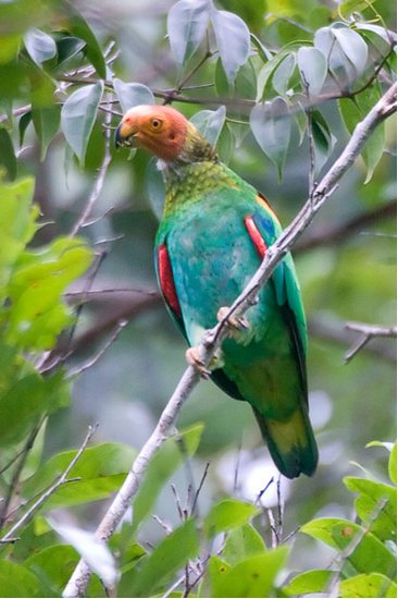 世界自然基金會報(bào)告：亞馬孫地區(qū)10年發(fā)現(xiàn)1200新物種