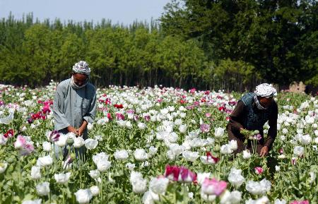 揭秘阿富汗兒童染毒癮內(nèi)情：母親竟喂孩子吃鴉片！