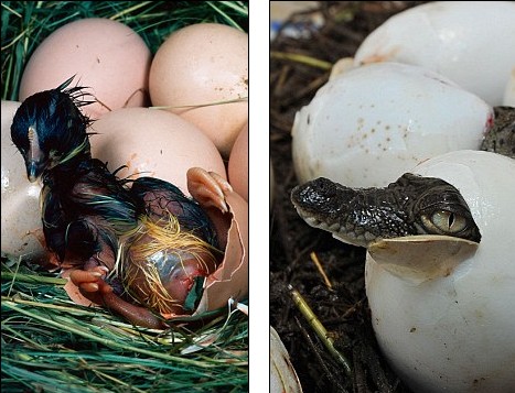 基因技術(shù)讓小雞退化百萬年長出“鱷魚嘴”