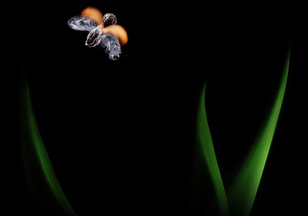 奇妙的作品！俄藝術(shù)家用火柴與火苗創(chuàng)造動物形象