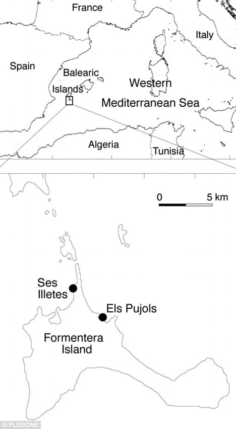 科學(xué)家發(fā)現(xiàn)存活20萬年海草群 為地球上“最長壽”生命體
