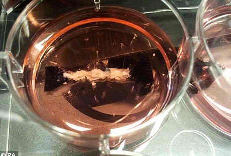 人造肉漢堡即將問世 一個(gè)就賣22萬英鎊