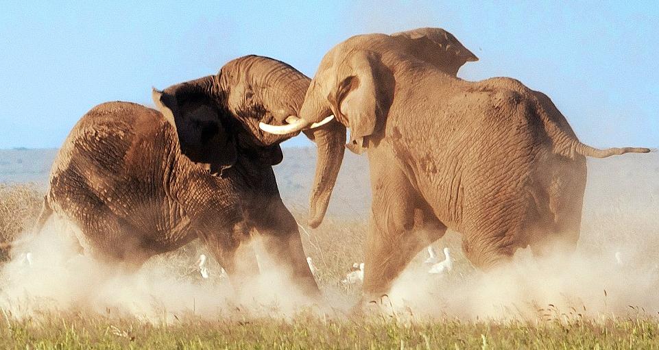 沖冠一怒為紅顏：大象上演“奪愛(ài)大戰(zhàn)”