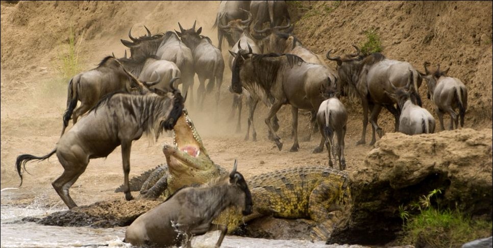 肯尼亞風(fēng)情：非洲角馬奮力一躍 上演“鱷口脫險(xiǎn)”