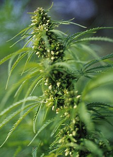 英一女子臥室內(nèi)種大麻 只為籌錢做隆胸手術