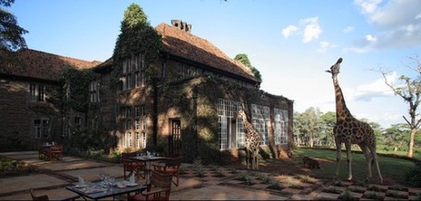 肯尼亞長頸鹿主題酒店萌翻天 游客可與其同吃同住